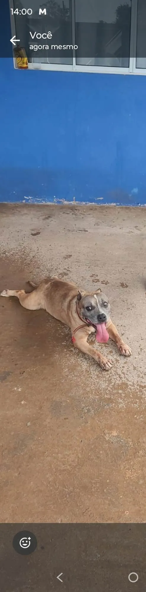 Cachorro ra a Pit-Bull idade 6 ou mais anos nome Nick 