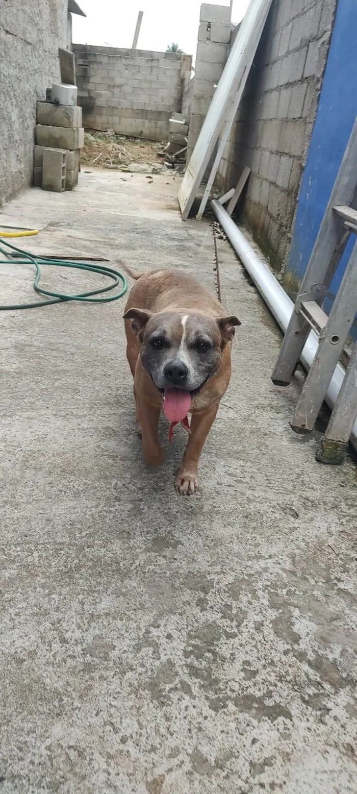 Cachorro ra a Pit-Bull idade 6 ou mais anos nome Nick 