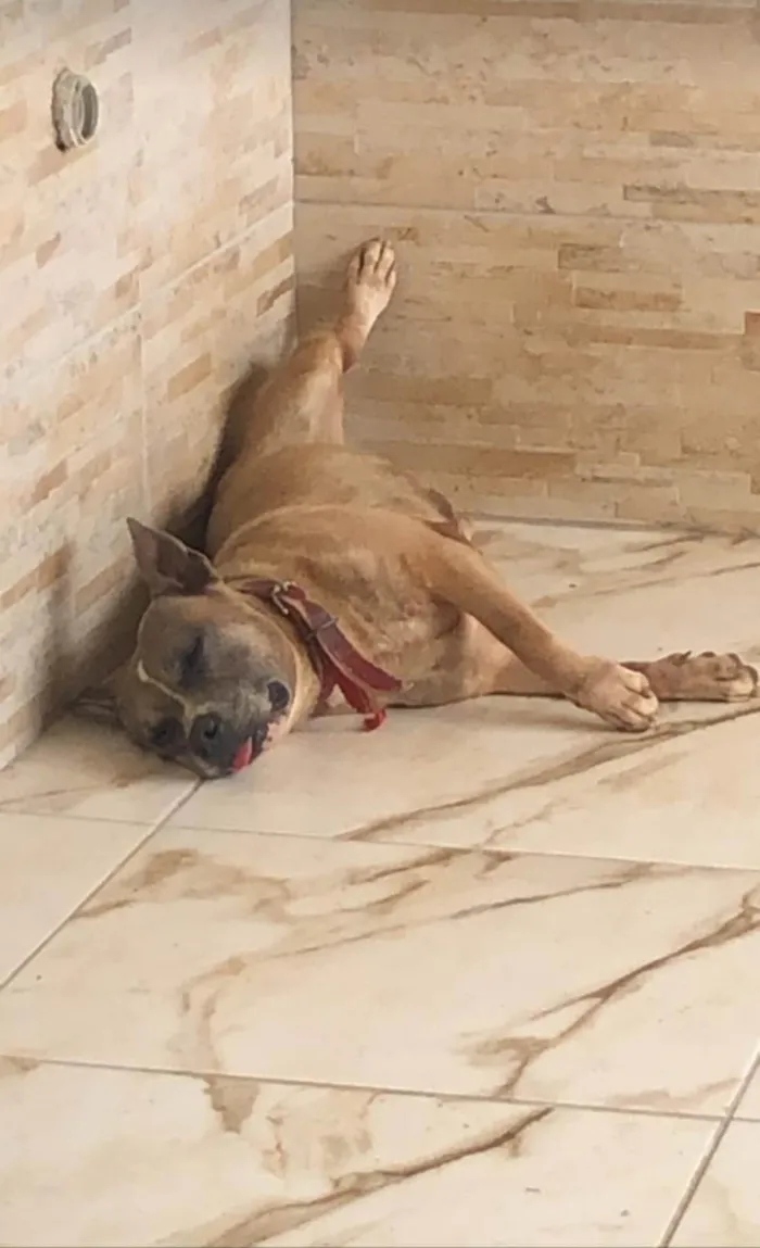 Cachorro ra a Pit-Bull idade 6 ou mais anos nome Nick 