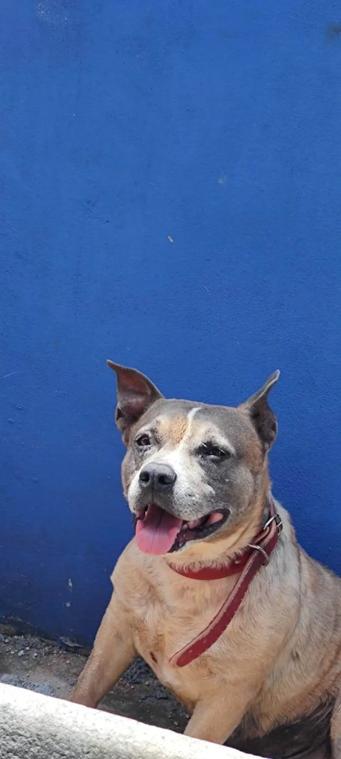 Cachorro ra a Pit-Bull idade 6 ou mais anos nome Nick 