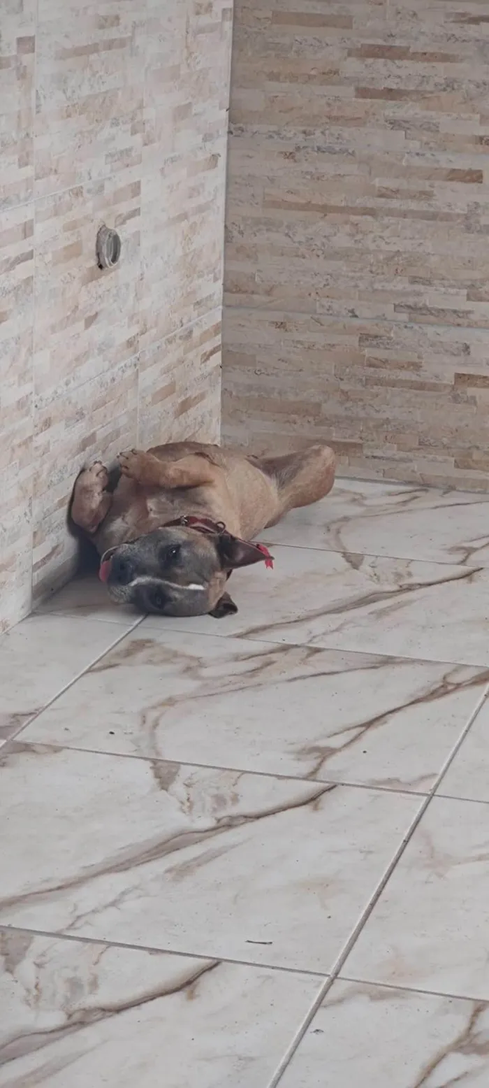 Cachorro ra a Pit-Bull idade 6 ou mais anos nome Nick 