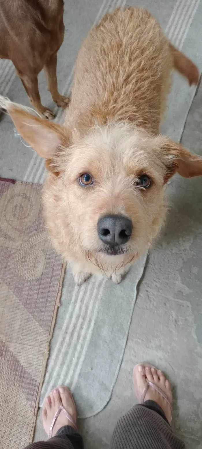 Cachorro ra a SRD-ViraLata idade 2 anos nome Alemao Fofo