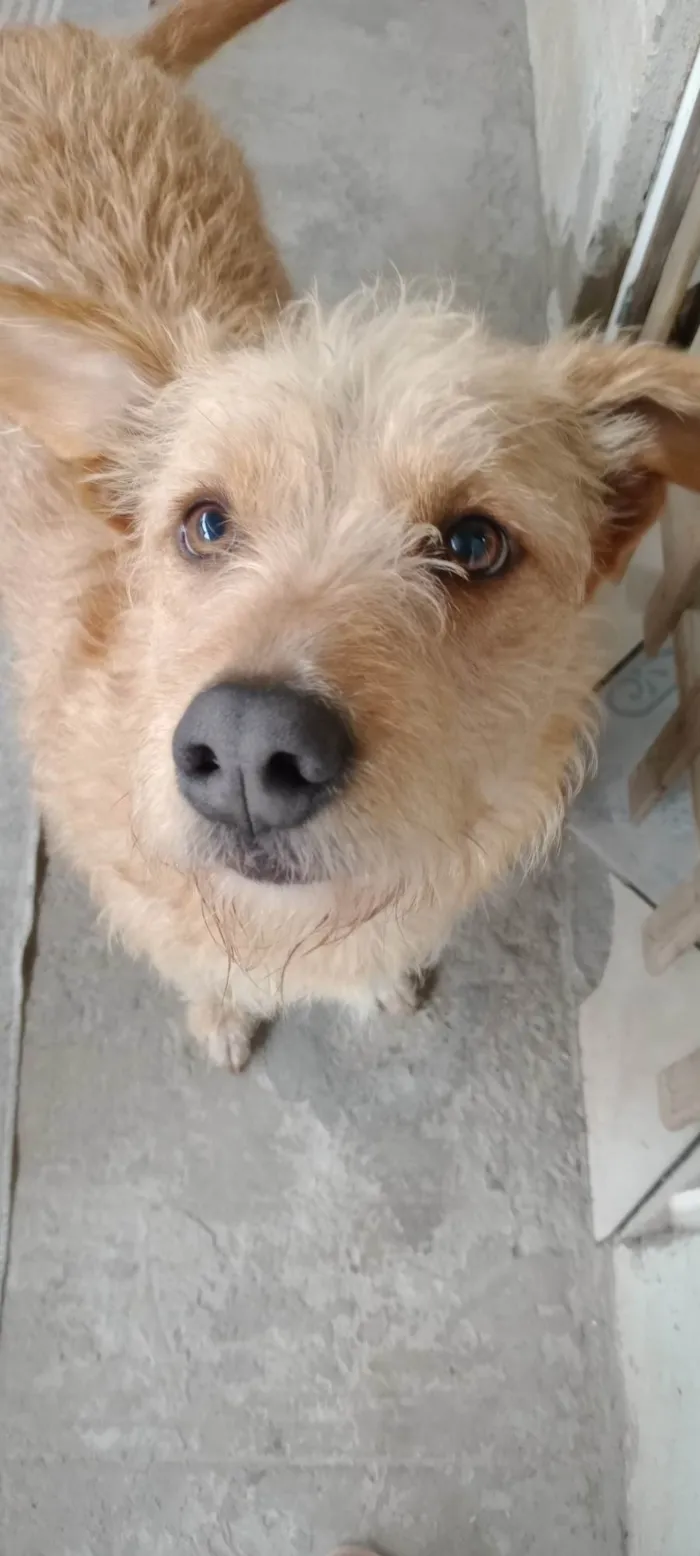 Cachorro ra a SRD-ViraLata idade 2 anos nome Alemao Fofo