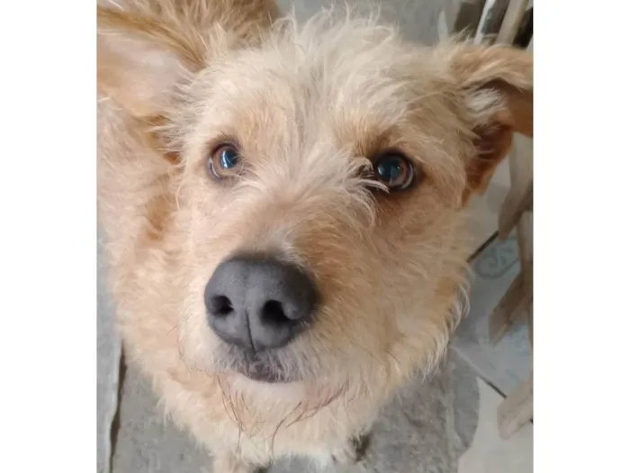 Cachorro ra a SRD-ViraLata idade 2 anos nome Alemao Fofo
