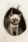 Mia