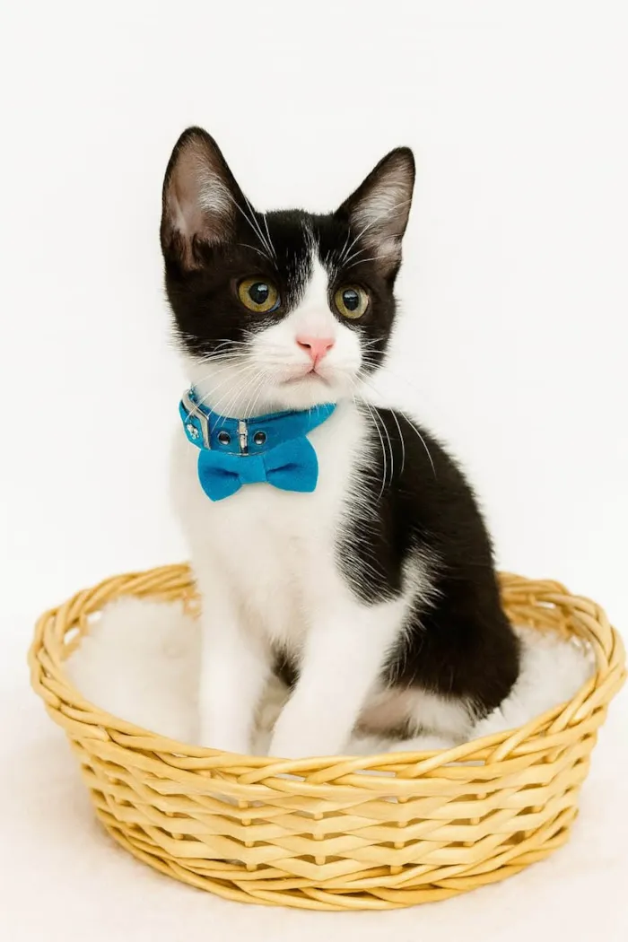 Gato ra a SRD-ViraLata idade 2 a 6 meses nome Fred