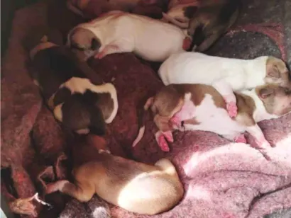 Cachorro raça SRD-ViraLata idade Abaixo de 2 meses nome yasmin Siilva