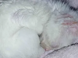 Gato raça SRD-ViraLata idade Abaixo de 2 meses nome Galega