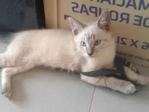 Gato raça Siamês idade 2 anos nome Siana