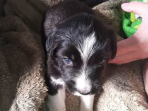 Cachorro raça Poodle idade Abaixo de 2 meses nome Bem