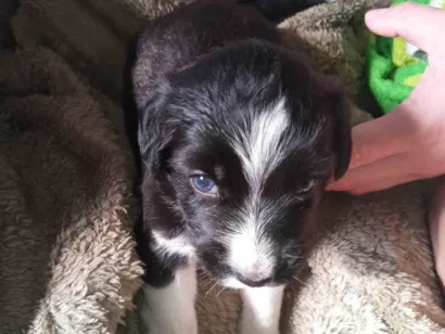 Cachorro raça Poodle idade Abaixo de 2 meses nome Bem