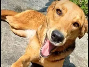 Cachorro raça SRD-ViraLata idade 5 anos nome Mel