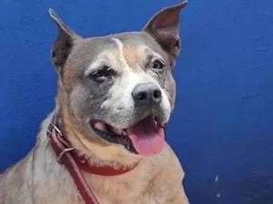 Cachorro raça Pit-Bull idade 6 ou mais anos nome Nick 