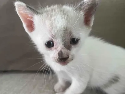 Gato raça SRD-ViraLata idade Abaixo de 2 meses nome Gatos 