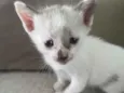 Gatos