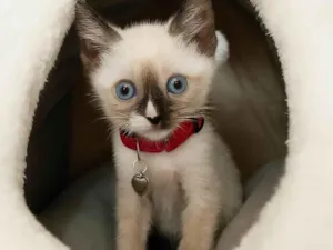Gato raça SRD-ViraLata idade Abaixo de 2 meses nome Mia