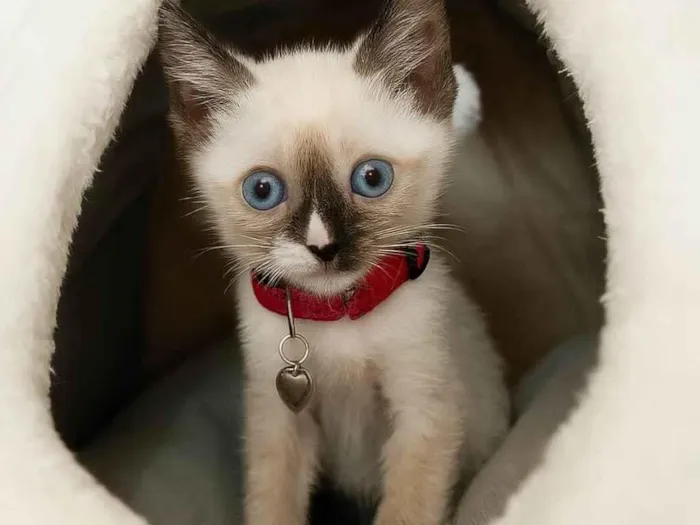 Gato ra a SRD-ViraLata idade Abaixo de 2 meses nome Mia