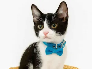 Gato raça SRD-ViraLata idade 2 a 6 meses nome Fred