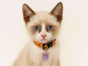 Gato raça SRD-ViraLata idade Abaixo de 2 meses nome Pandora 
