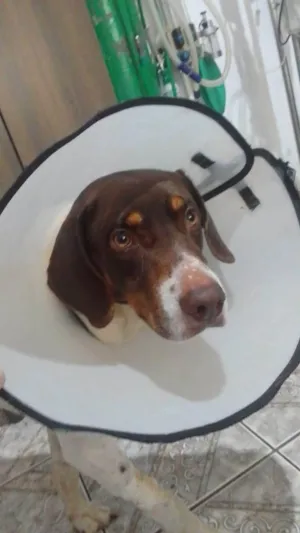 Cachorro raça SRD-ViraLata idade 4 anos nome Frederico