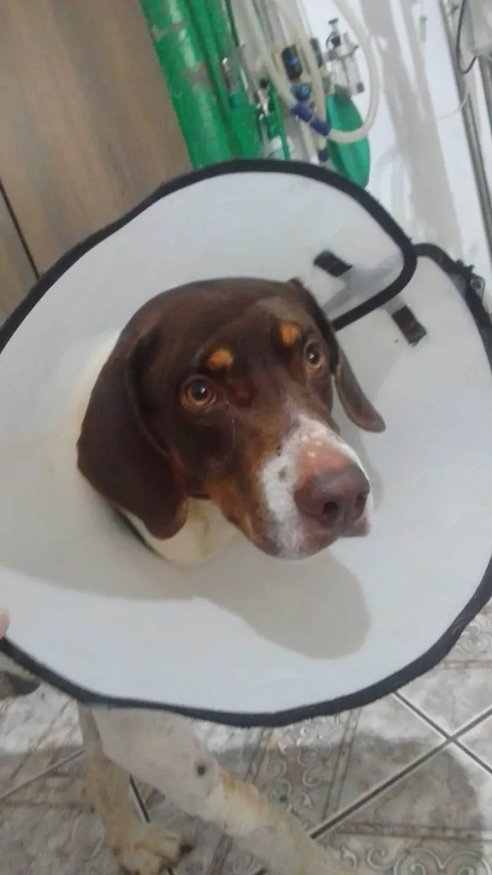 Cachorro ra a SRD-ViraLata idade 4 anos nome Frederico