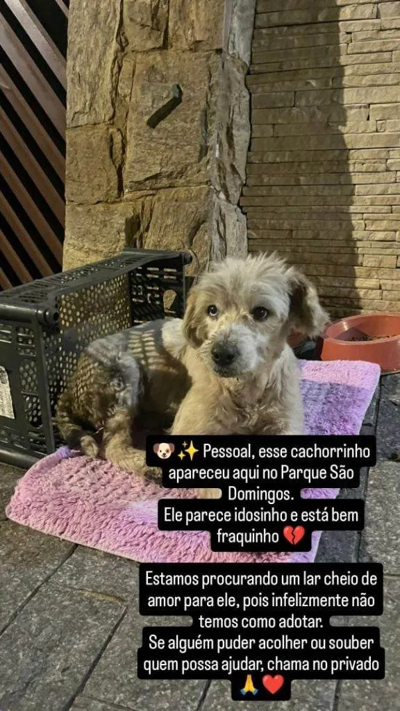 Cachorro ra a SRD-ViraLata idade 2 a 6 meses nome Falar com Alyne - Whats 11 97440-8686