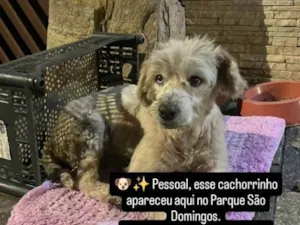 Cachorro raça SRD-ViraLata idade 2 a 6 meses nome Falar com Alyne - Whats 11 97440-8686