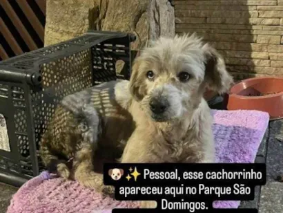Cachorro raça SRD-ViraLata idade 2 a 6 meses nome Falar com Alyne - Whats 11 97440-8686