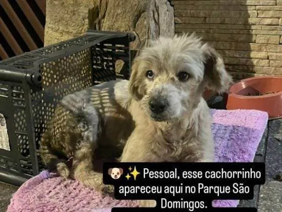 Cachorro ra a SRD-ViraLata idade 2 a 6 meses nome Falar com Alyne - Whats 11 97440-8686
