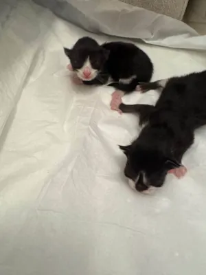 Gato raça SRD-ViraLata idade Abaixo de 2 meses nome Filhote de gato!