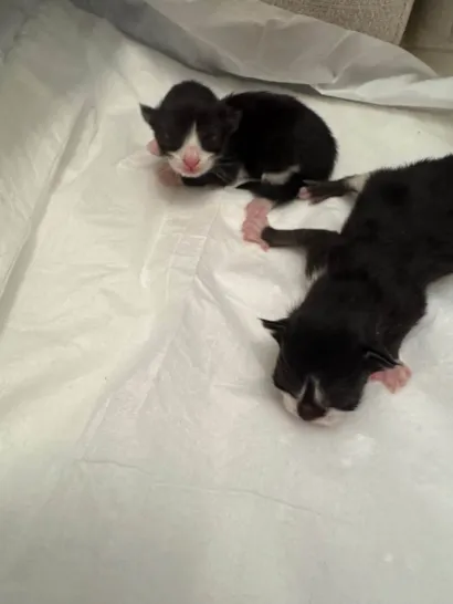 Gato raça SRD-ViraLata idade Abaixo de 2 meses nome Filhote de gato!