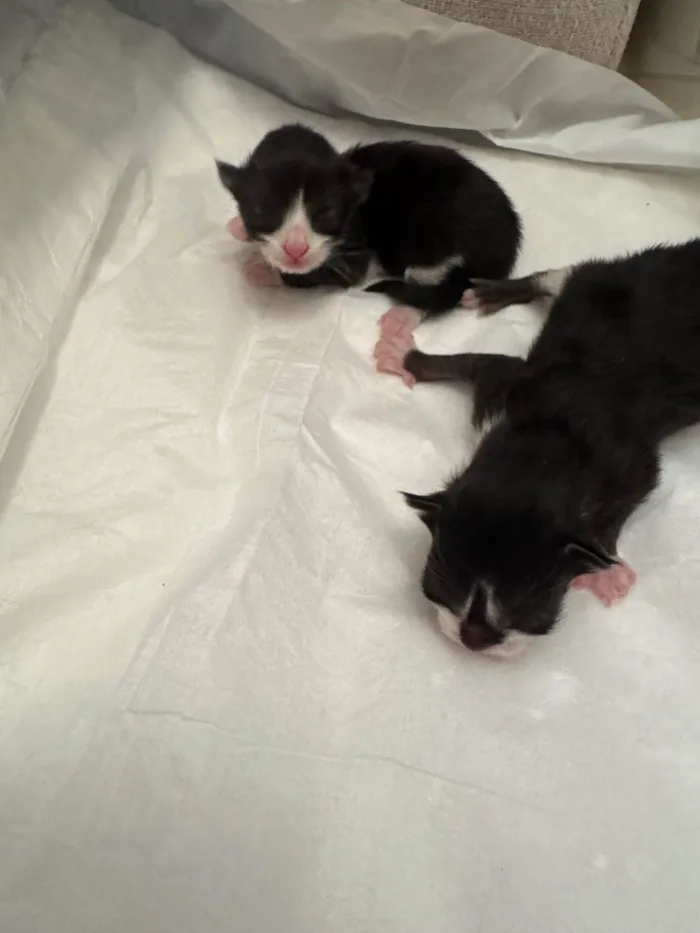 Gato ra a SRD-ViraLata idade Abaixo de 2 meses nome Filhote de gato!