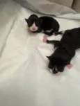 Filhote de gato!