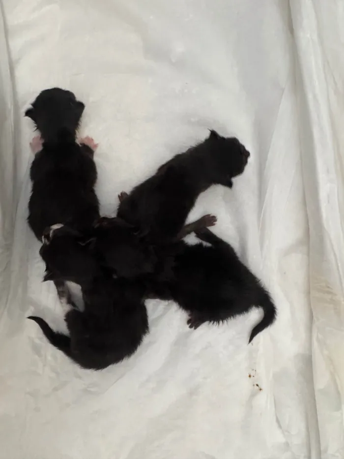 Gato ra a SRD-ViraLata idade Abaixo de 2 meses nome Filhote de gato!