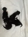 Filhote de gato!