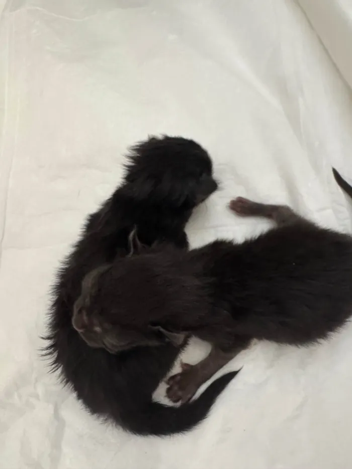 Gato ra a SRD-ViraLata idade Abaixo de 2 meses nome Filhote de gato!