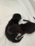 Filhote de gato!