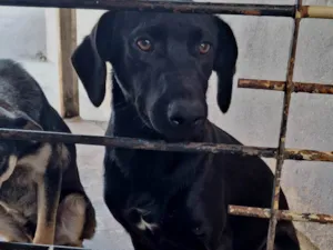 Cachorro raça SRD-ViraLata idade 7 a 11 meses nome Aslan e Luke