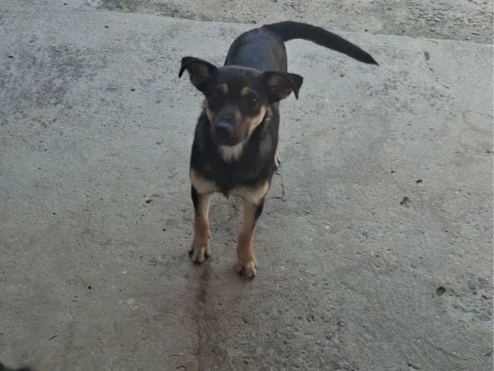 Cachorro ra a SRD-ViraLata idade 7 a 11 meses nome Aslan e Luke