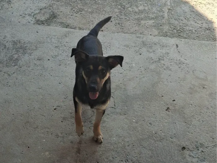 Cachorro ra a SRD-ViraLata idade 7 a 11 meses nome Aslan e Luke