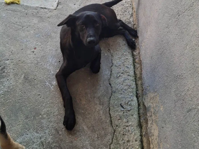 Cachorro ra a SRD-ViraLata idade 7 a 11 meses nome Aslan e Luke