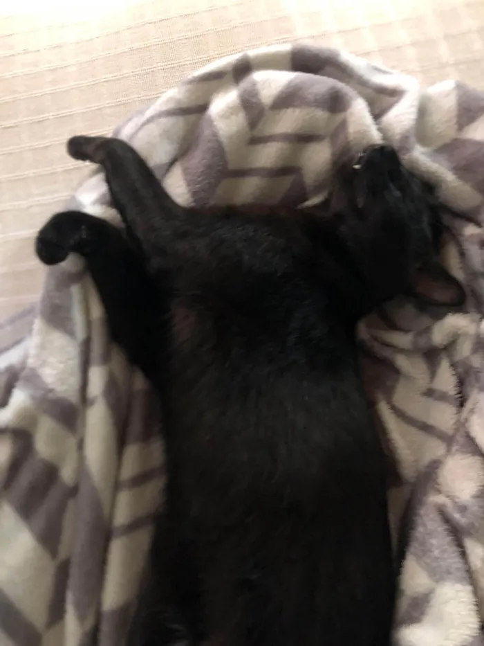 Gato ra a SRD-ViraLata idade 2 anos nome Bruce Wayne