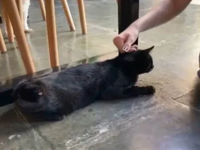 Gato raça SRD-ViraLata idade 2 anos nome Bruce Wayne