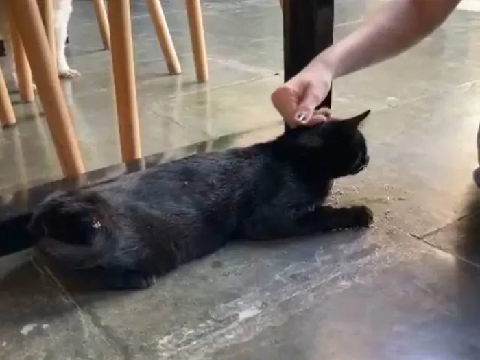 Gato ra a SRD-ViraLata idade 2 anos nome Bruce Wayne