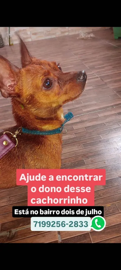 Cachorro raça Pinscher idade 2 anos nome Pinscher Marrom 