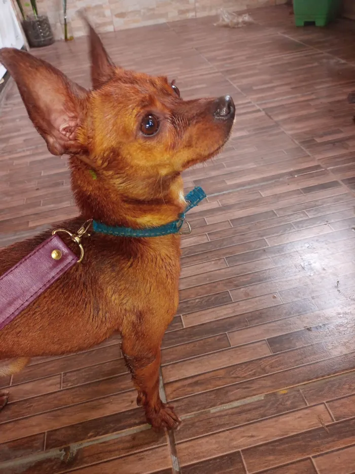 Cachorro ra a Pinscher idade 2 anos nome Pinscher Marrom 