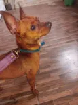 Pinscher Marrom
