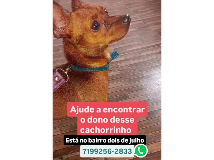 Cachorro ra a Pinscher idade 2 anos nome Pinscher Marrom 