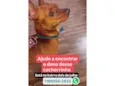 Pinscher Marrom