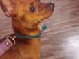 Pinscher Marrom